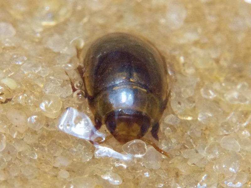 Noterus clavicornis (De Geer, 1774)